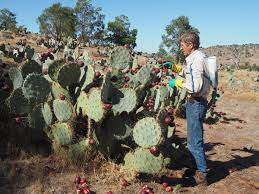 Cactuses in larger containers sold at home improvement stores can be highly successful, but don't assume they are cold hardy. Mapping A Wheely Prickly Problem Landcare Australia Landcare Australia