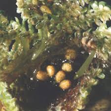Image result for Azolla pinnata