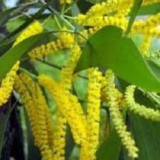 Image result for Acacia auriculiformis