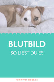 Das blutbild sagt viel über die gesundheit aus. Das Blutbild Beim Hund Erfahre Jetzt Was Die Abkurzungen Bedeuten Und Wie Du Ein Blutbild Richtig Liest Und Interpretierst Hunde Haustierpflege Gesunde Hunde