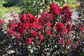 Image result for Lagerstroemia