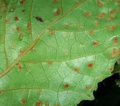 Image result for Curtisia dentata