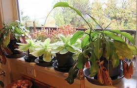 A humidifier placed near the grow site is a great idea if you're growing these plants indoors. Growing Environments Icps