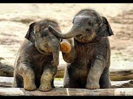 We did not find results for: Soo Cute Baby Elephant Videos Compilation Cutest Baby Animals Youtube