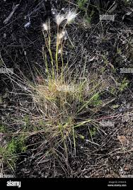 Image result for Andropogon eucomus