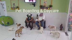 Find all the pet lodge products you need at zoro.com! Best Pet Hotels In Dubai Petzania Petsville More Mybayut