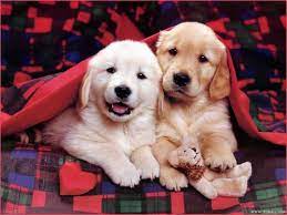 Labrador retriever cute wallpaper golden retriever adorable puppies. Pin On Shear Happiness