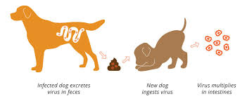 Parvo Is A Severe And Deadly Disease That Can Affect All Dogs