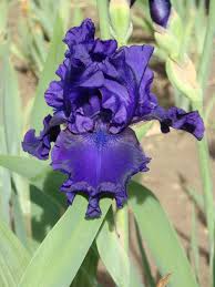 Mister Bigun Iris Flowers Iris Bearded Iris