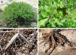 Image result for Marsdenia