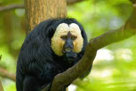 Maybe you would like to learn more about one of these? Affen Springer In Den Wipfeln Brullen Tollen Spielen Amazonas De