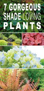 Maybe you would like to learn more about one of these? 7 Gorgeous Shade Loving Plants The Garden Glove