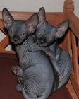 Sphynx Kittens For Sale — NOCOATKITTY SPHYNX