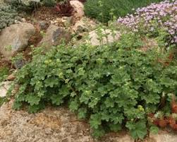 Image result for Alchemilla ellenbeckii