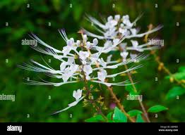 Image result for Lippia somalensis
