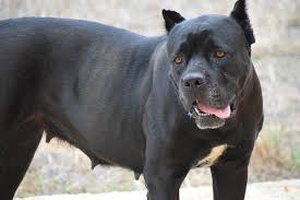 Stream tracks and playlists from pitbull on your desktop or mobile device. All You Should Know About Black Pitbulls World Inside Pictures