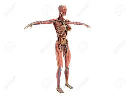 This book will help you learn to find familiar muscles and bones in every human body and will help you realize how different human bodies could be while having equally correct anatomy. A Female Body Anatomy For Books 3d Ilustration On White No Shadow Stock Photo Picture And Royalty Free Image Image 85893296