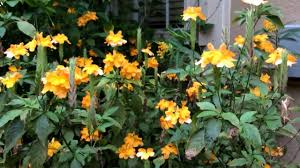 < 100 видео и каналов. Crossandra Infundibuliformis Yellow Variety Kanakambaram Youtube