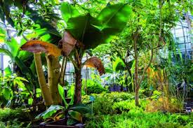 Elle permet, de manière ludique, d'en apprendre plus sur de nombreux aspects botaniques : Serres Du Jardin Botanique Jean Marie Pelt A Nancy Plantes Et Sante