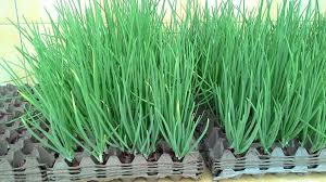 Selain menyalurkan hobi, bisa juga sebagai antisipasi. Cara Tanam Bawang Yang Tersangat Mudah Blog Santai Santai Jerr