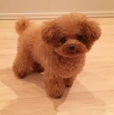 How much do poodle puppies cost. Toy Poodle Original Toy Poodle Price In Hyderabad