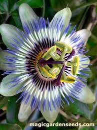 Pin En Plants To Grow