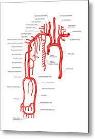 Subclavian artery is the origin of the vessel dedicated for the upper limb. Arterial System Of The Upper Body Metal Print By Asklepios Medical Atlas
