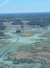 Image result for Oxycaryum