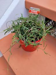 Image result for Ceropegia gracilior