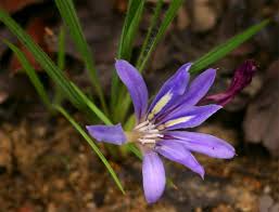 Image result for Babiana bainesii