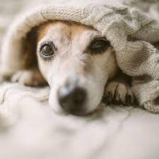 Also known as polydipsia, excessive thirst can be a sign of canine liver cancer. Signs Symptoms Of Liver Cancer In Dogs Matthews Emergency Vet Carolina Veterinary Specialists