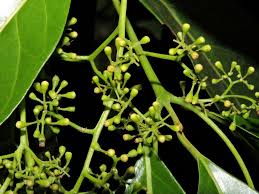 Image result for Beilschmiedia michelsonii