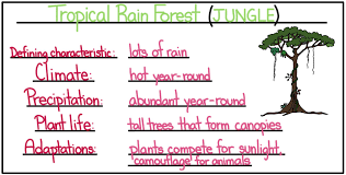 Tropical Biomes Rainforest Dry Forest Savanna Expii