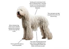 Image result for Komondor