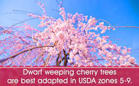 We did not find results for: Dwarf Weeping Cherry Tree Gardenerdy