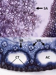 Image result for Leptocarydion vulpiastrum