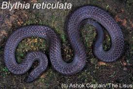 Image result for Behnia reticulata