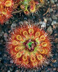 Image result for Droogmansia