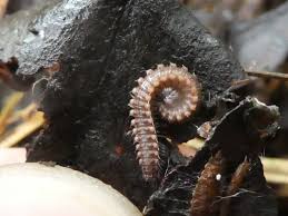 Image result for Trichopteryx fruticulosa