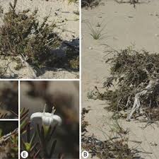 Image result for Kohautia cynanchica