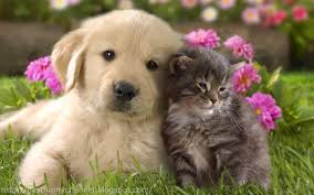 Puppies with kittens fighting about babies of vine comp. Cute Kittens And Puppies Kissing Wallpaper Cats Wallpaper Hd Cute Cats And Dogs Dog Cuddles Cute Dogs