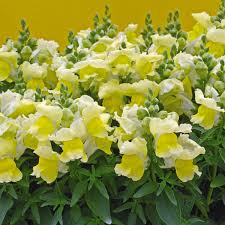 Image result for Antirrhinum