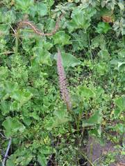 Image result for Gunnera perpensa