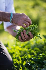 Aux Abords Directs Du Restaurant Le Potager Fait Office De Sentinelle Pour Voir Au Fil Des Saisons Ce Que Produit Le Terroir De Potager Bio Potager Aromates