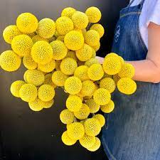 There Is Nothing Quite Like Billy Buttons The Perfect Flower To Dry And Keep In Little Jars Around The Billy Buttons Flower Nursery Easy Vegetables To Grow