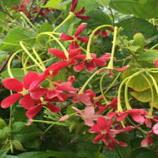 Image result for Quisqualis