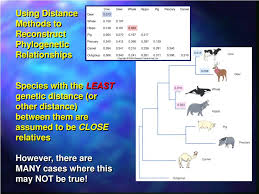 What is a phylogenetic tree? Ppt Molecular Phylogenetics Powerpoint Presentation Free Download Id 5837493