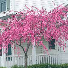 Check spelling or type a new query. Pink Cascade Weeping Peach Michigan Bulb