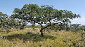 Image result for Burkea africana