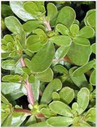 Maybe you would like to learn more about one of these? Pianta Di Portulaca Oleracea Passione Piante Vivaio Online